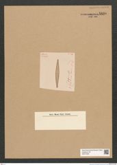 Diatomeae indet. Zeichnungen Sammlung Grunow Nr. 5830 (NHMW-BOT-W0374256)